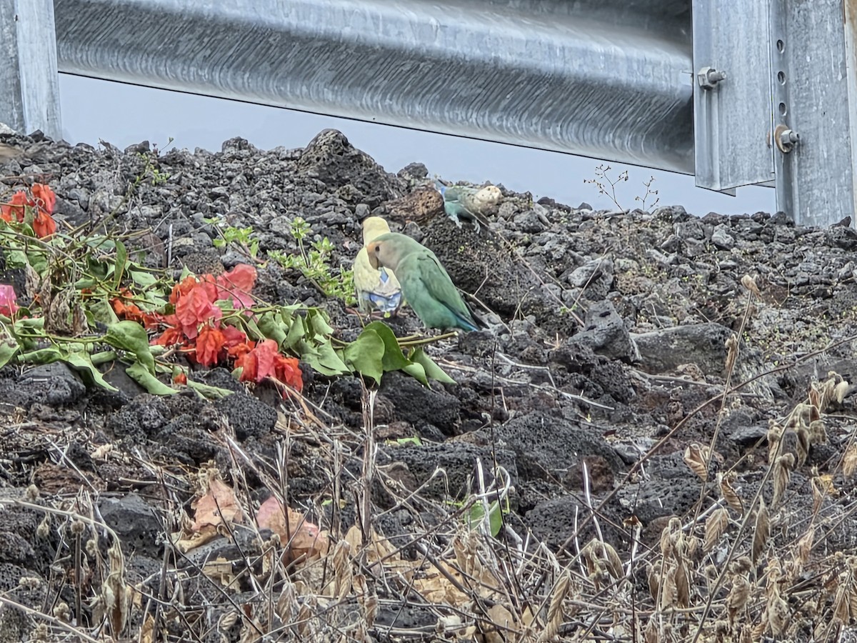Rosy-faced Lovebird - ML644505595