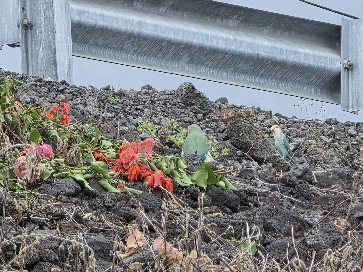Rosy-faced Lovebird - ML644505596