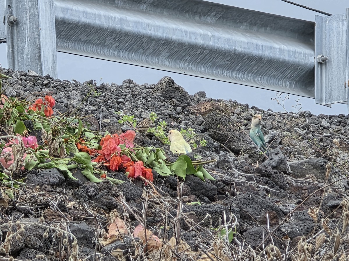 Rosy-faced Lovebird - ML644505597