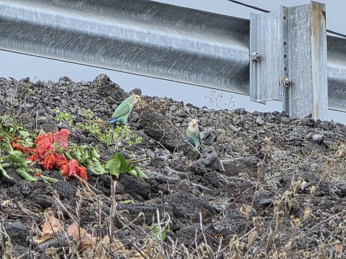 Rosy-faced Lovebird - ML644505598