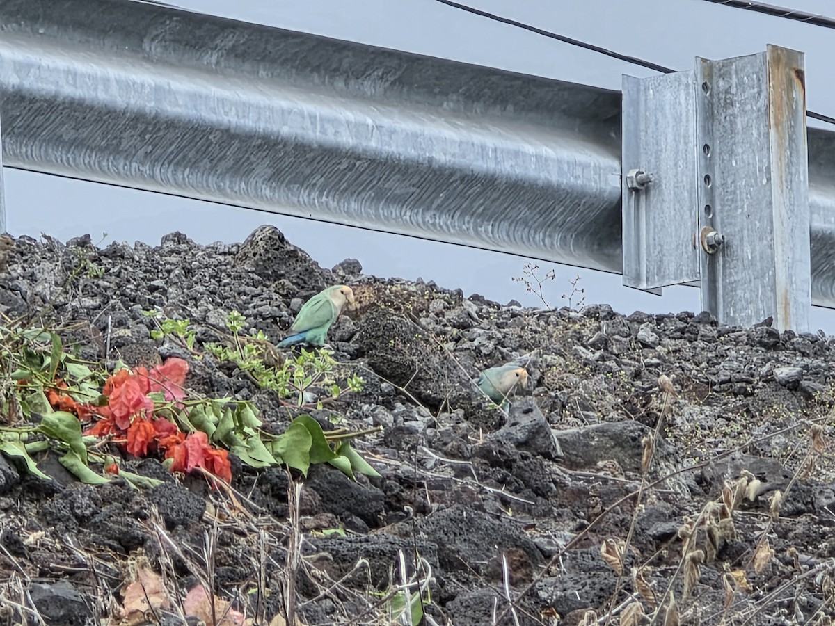 Rosy-faced Lovebird - ML644505599