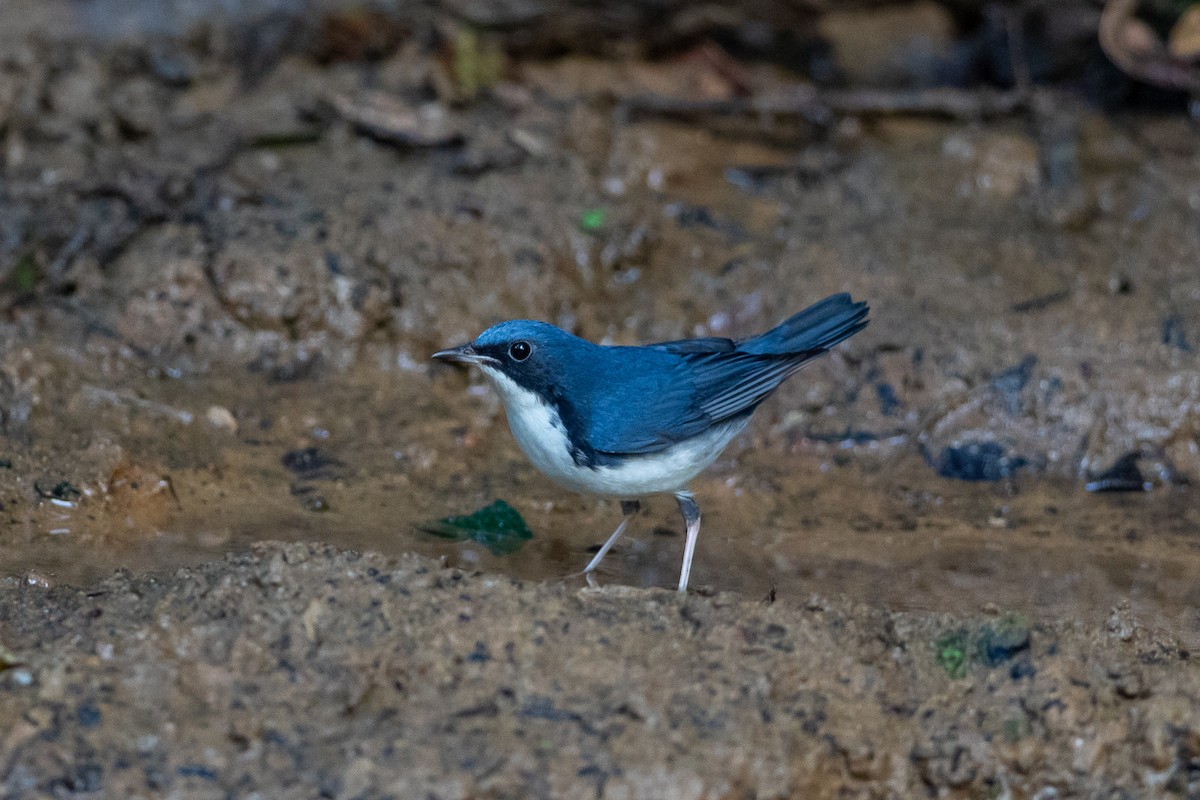 זמיר תכול - ML644505606