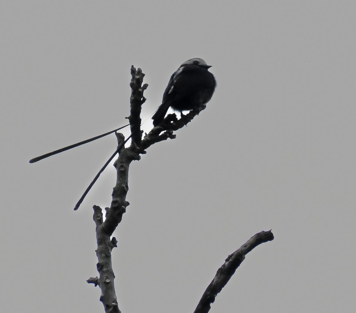 Long-tailed Tyrant - ML644505607