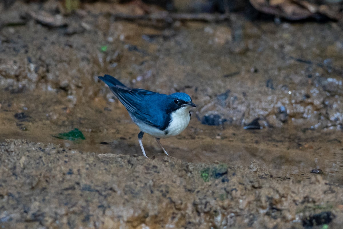 זמיר תכול - ML644505608