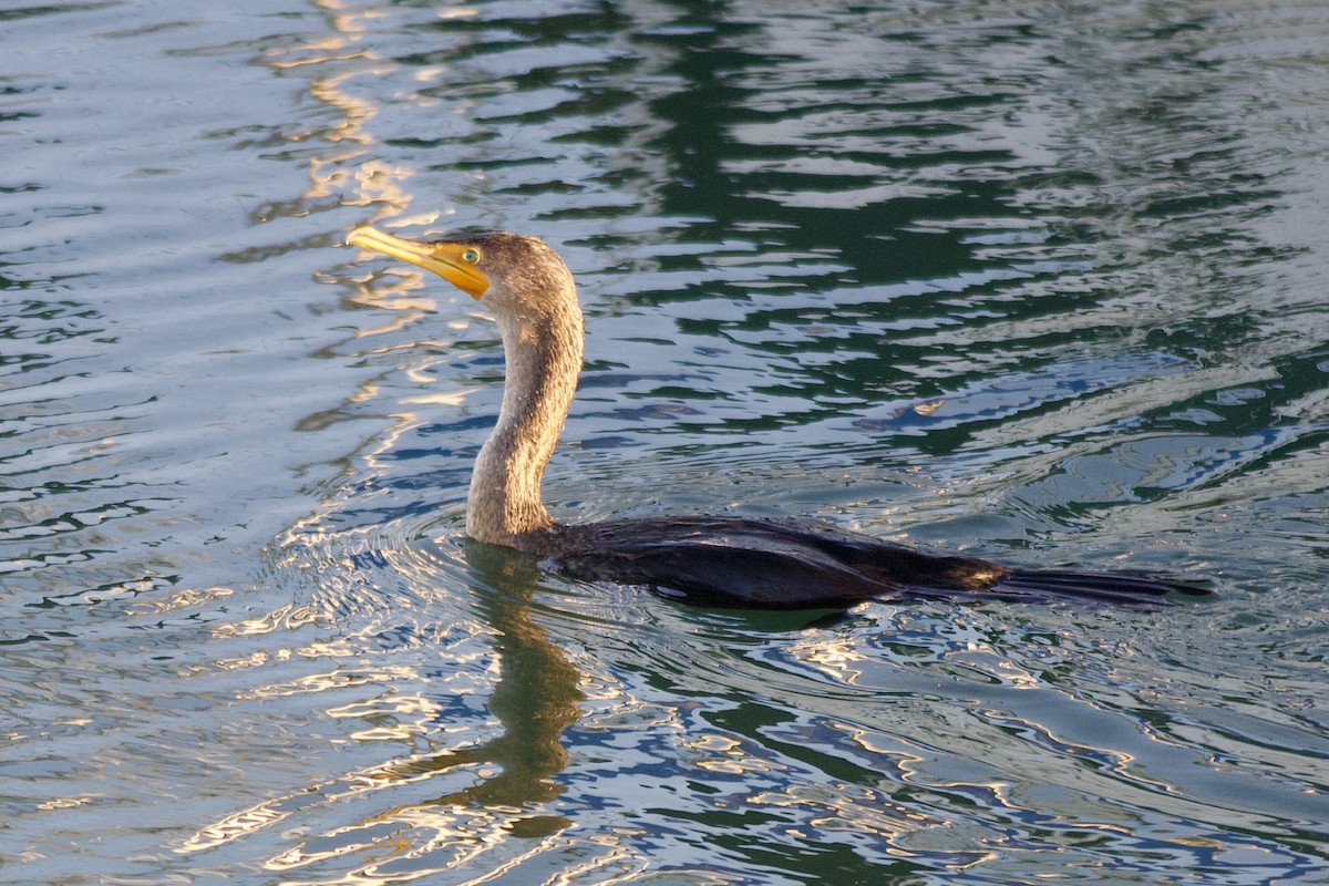 Ушастый баклан - ML644505616