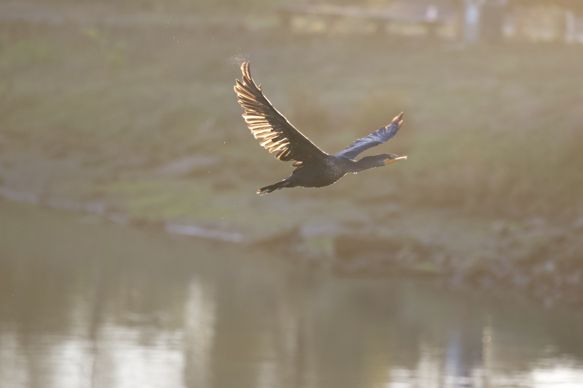 Ушастый баклан - ML644505617