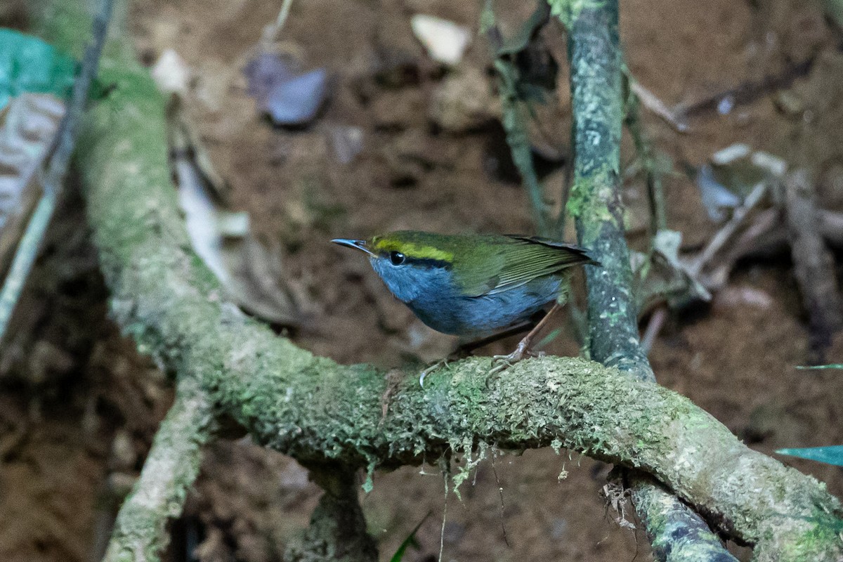 Gray-bellied Tesia - ML644505619