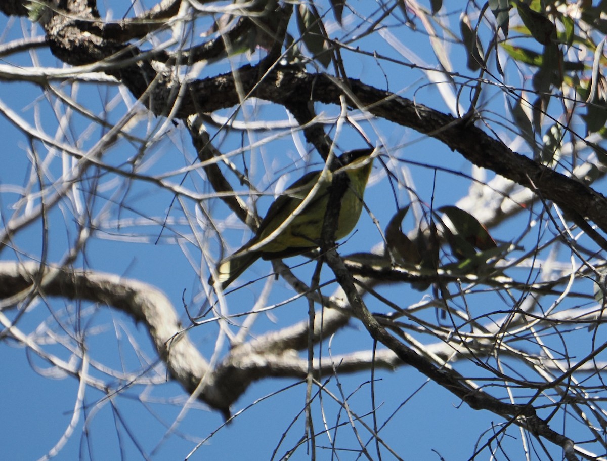 キムネミツスイ - ML644505621