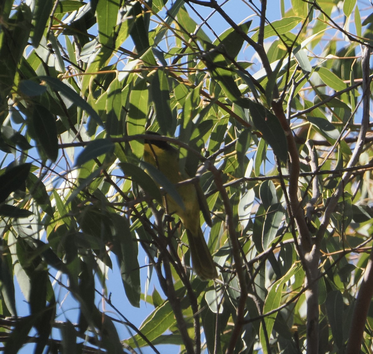 キムネミツスイ - ML644505622