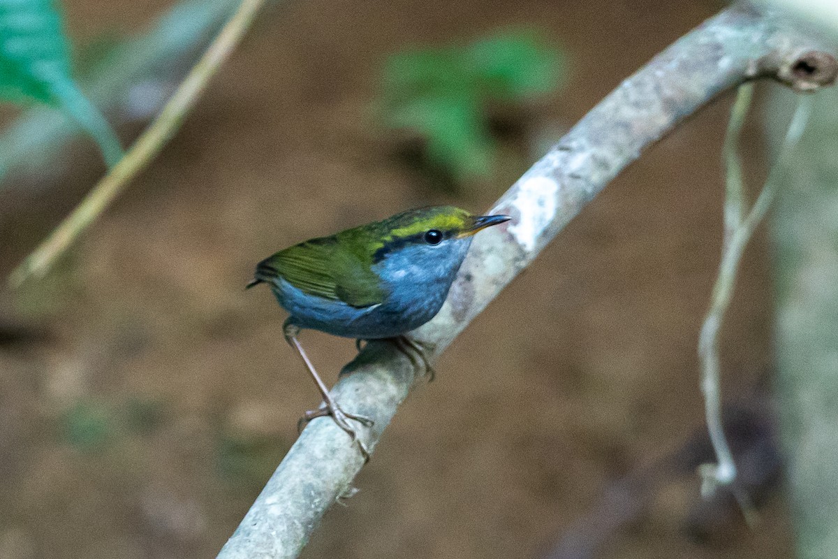 Gray-bellied Tesia - ML644505623