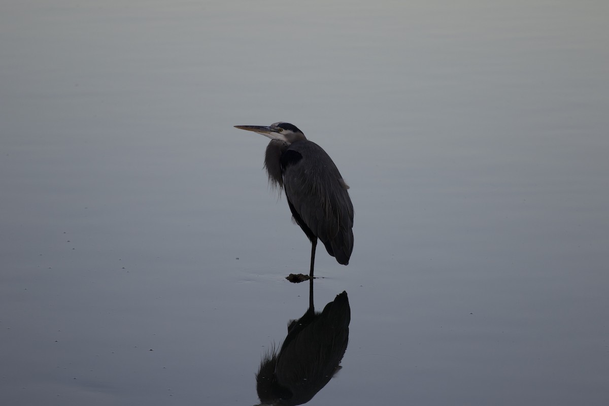 Grand Héron - ML644505628