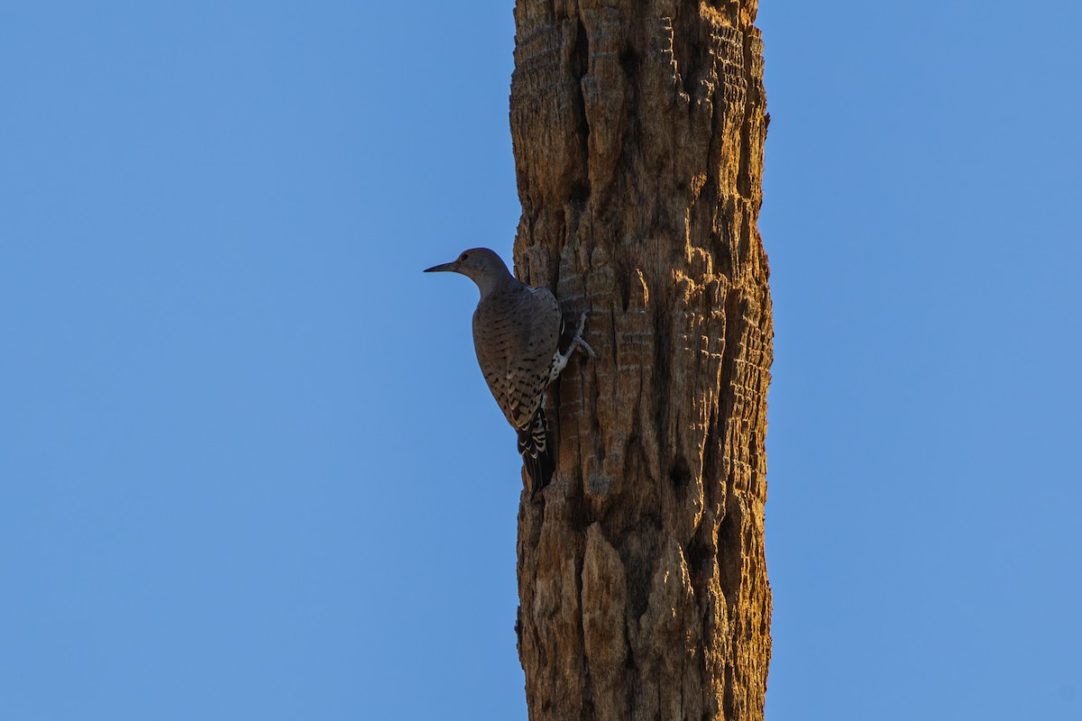 Gilded Flicker - ML644505635