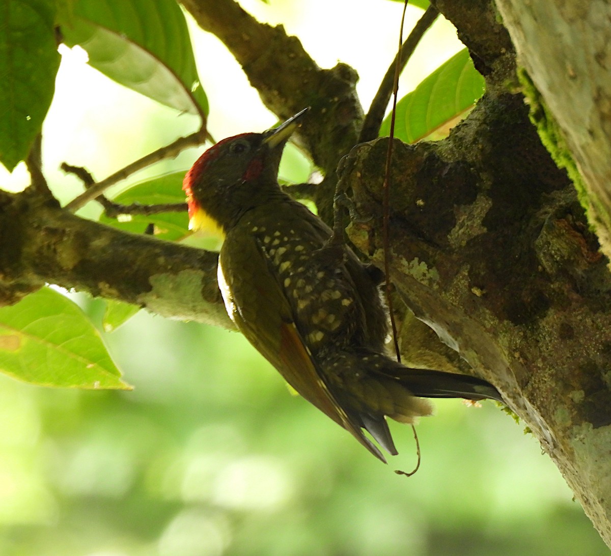 Жовна мала - ML644505639