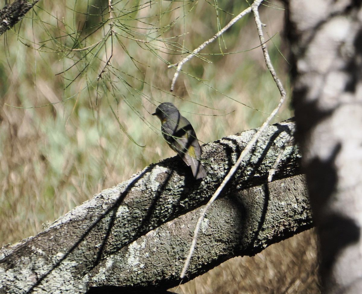 lejsčík žlutý - ML644505640