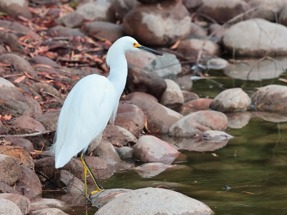 Snowy Egret - ML644505641