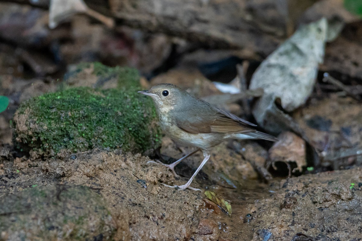 זמיר תכול - ML644505644