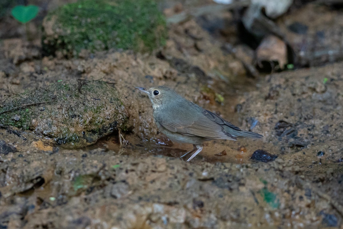 זמיר תכול - ML644505647