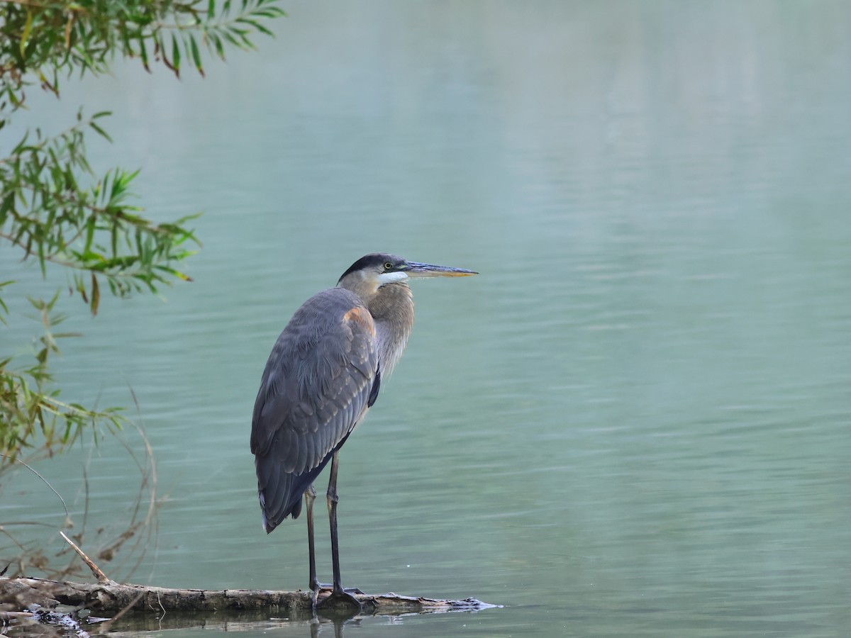 Grand Héron - ML644505648