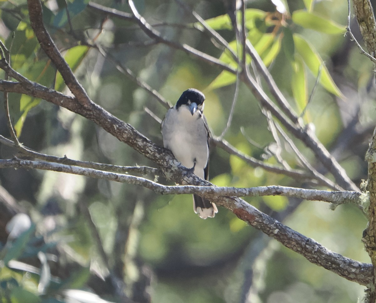 ハイイロモズガラス - ML644505651