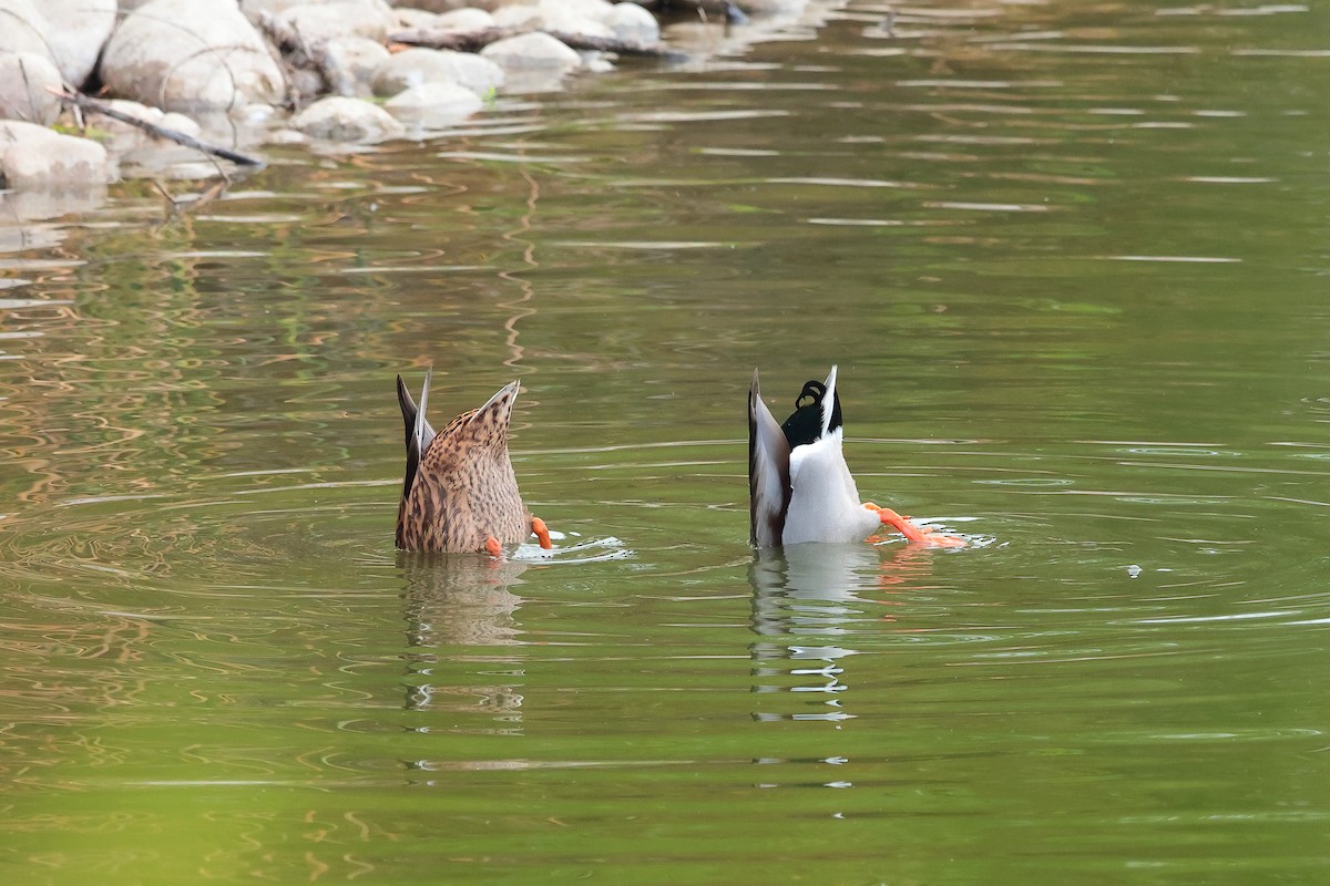 Mallard - ML644505652