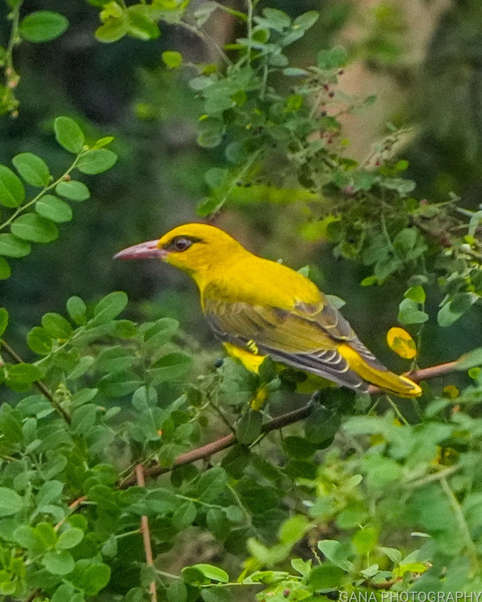 Indian Golden Oriole - ML644505653