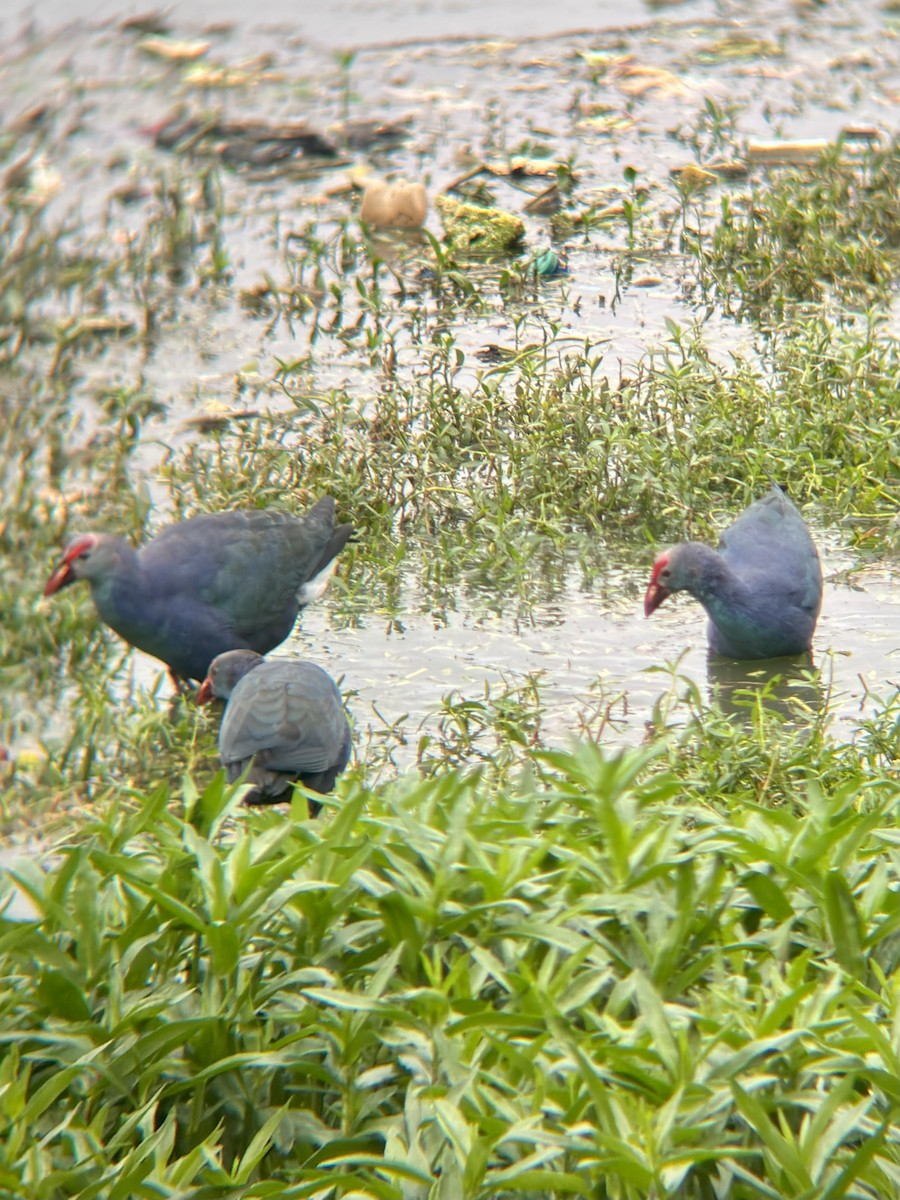 Uroilo urdin burugrisa - ML644505658