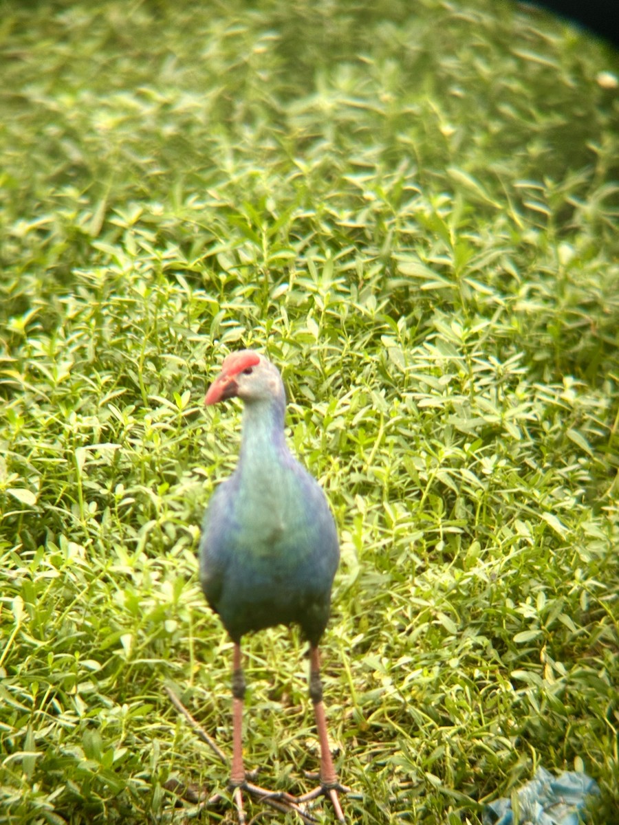 Uroilo urdin burugrisa - ML644505659