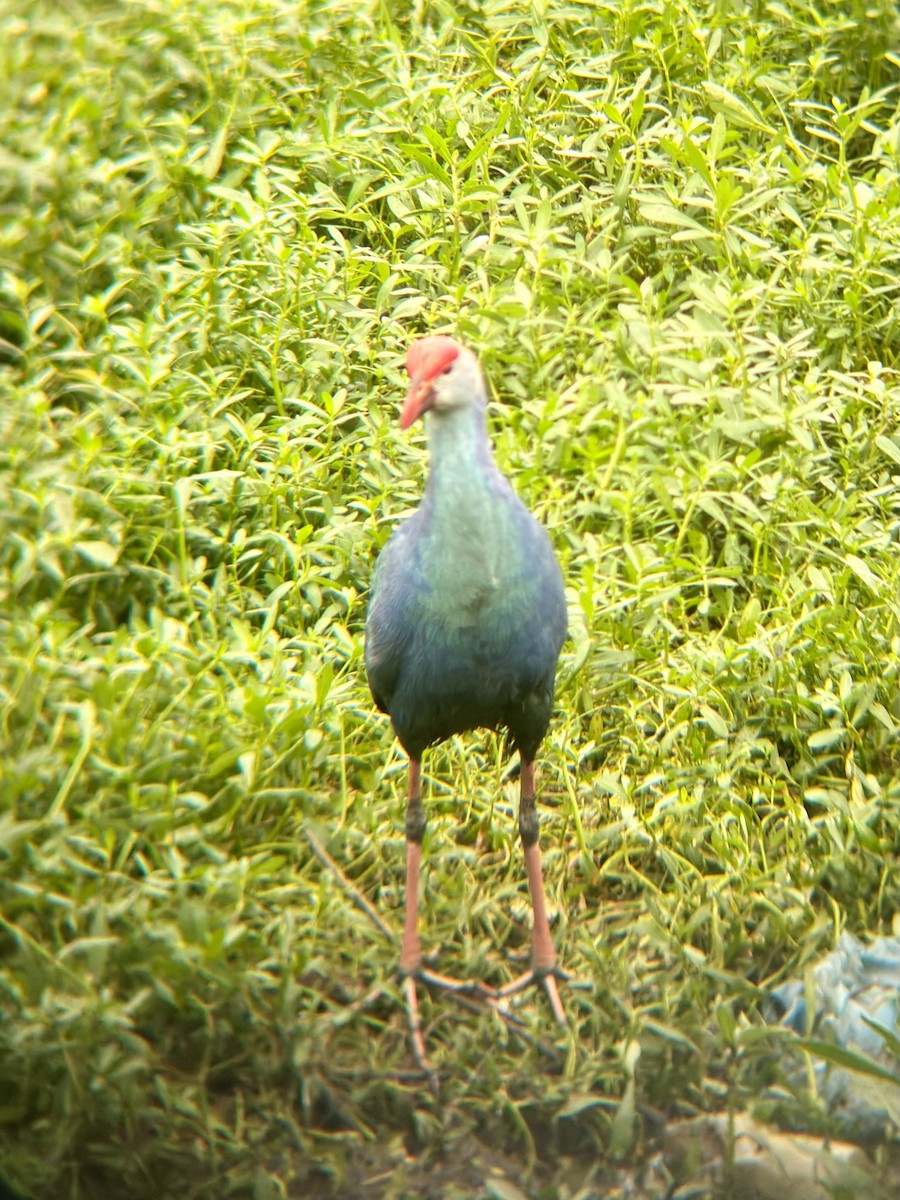 Uroilo urdin burugrisa - ML644505660