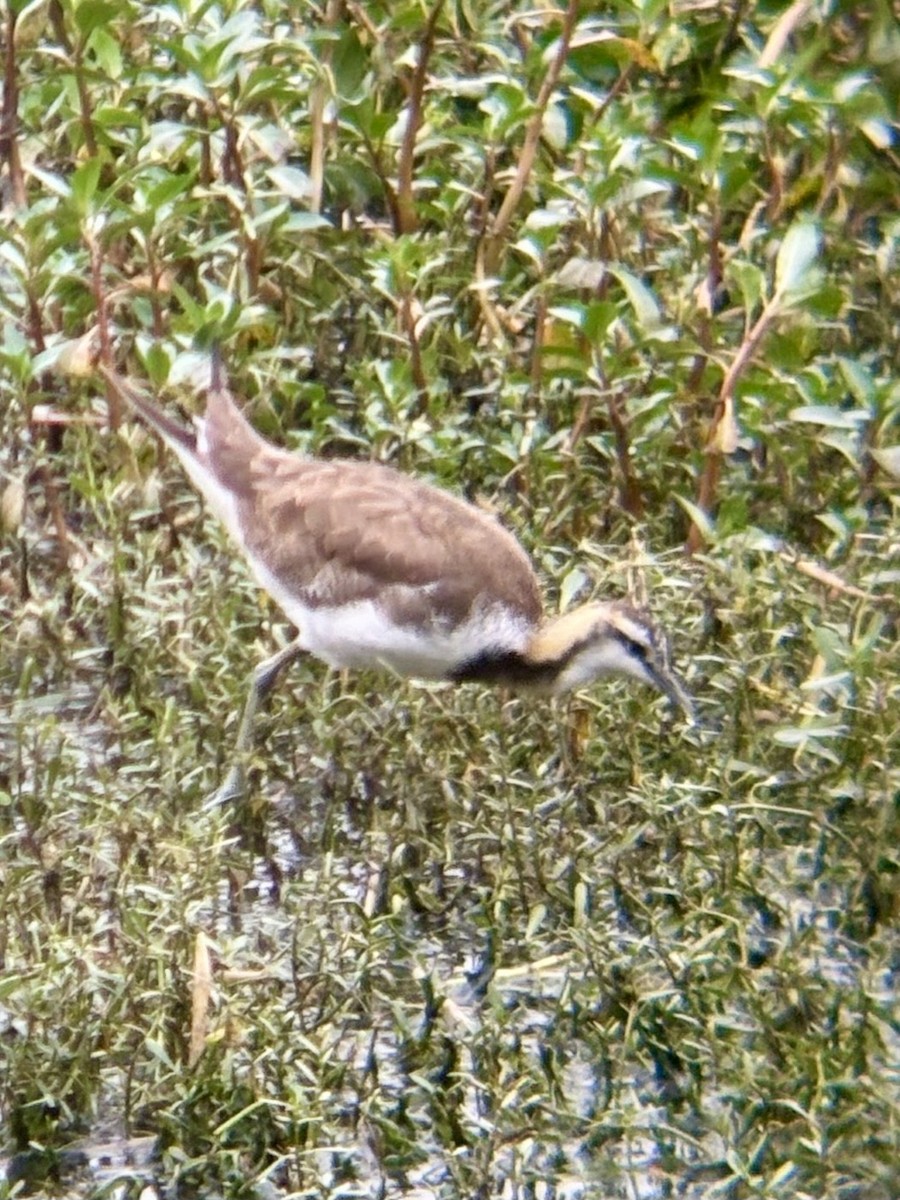 Фазанохвостая якана - ML644505665