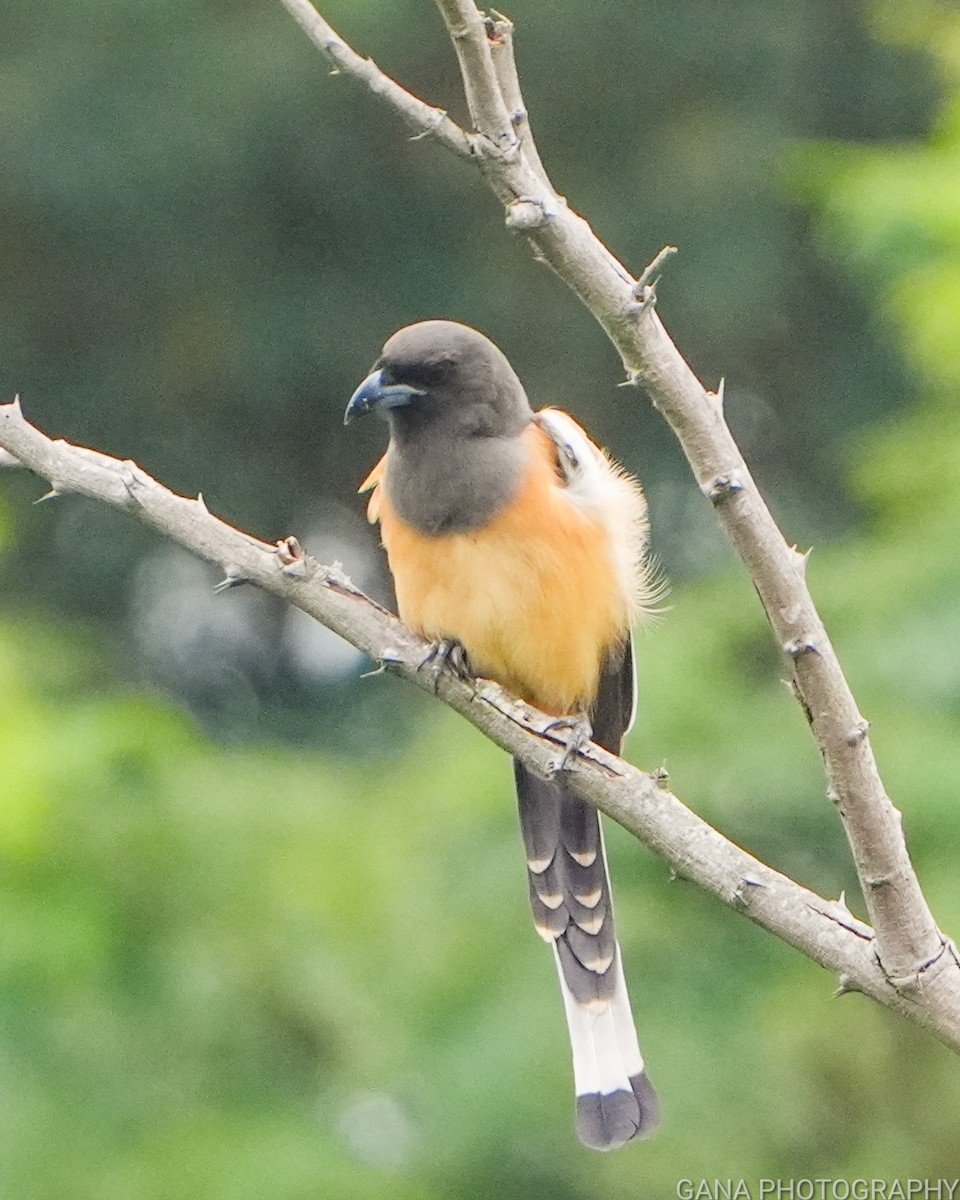 Kızıl Saksağan - ML644505666