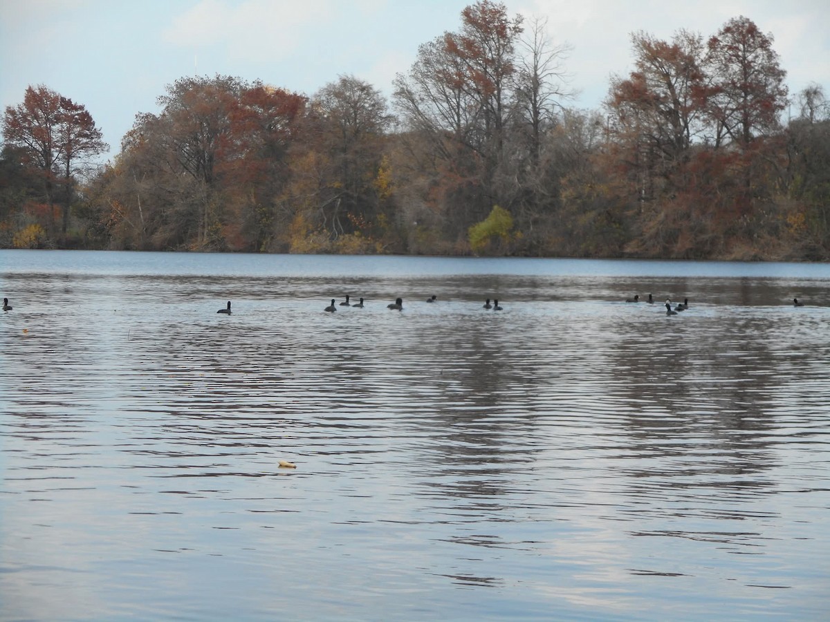 American Coot - ML644505669