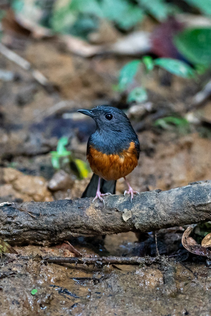 White-rumped Shama - ML644505674