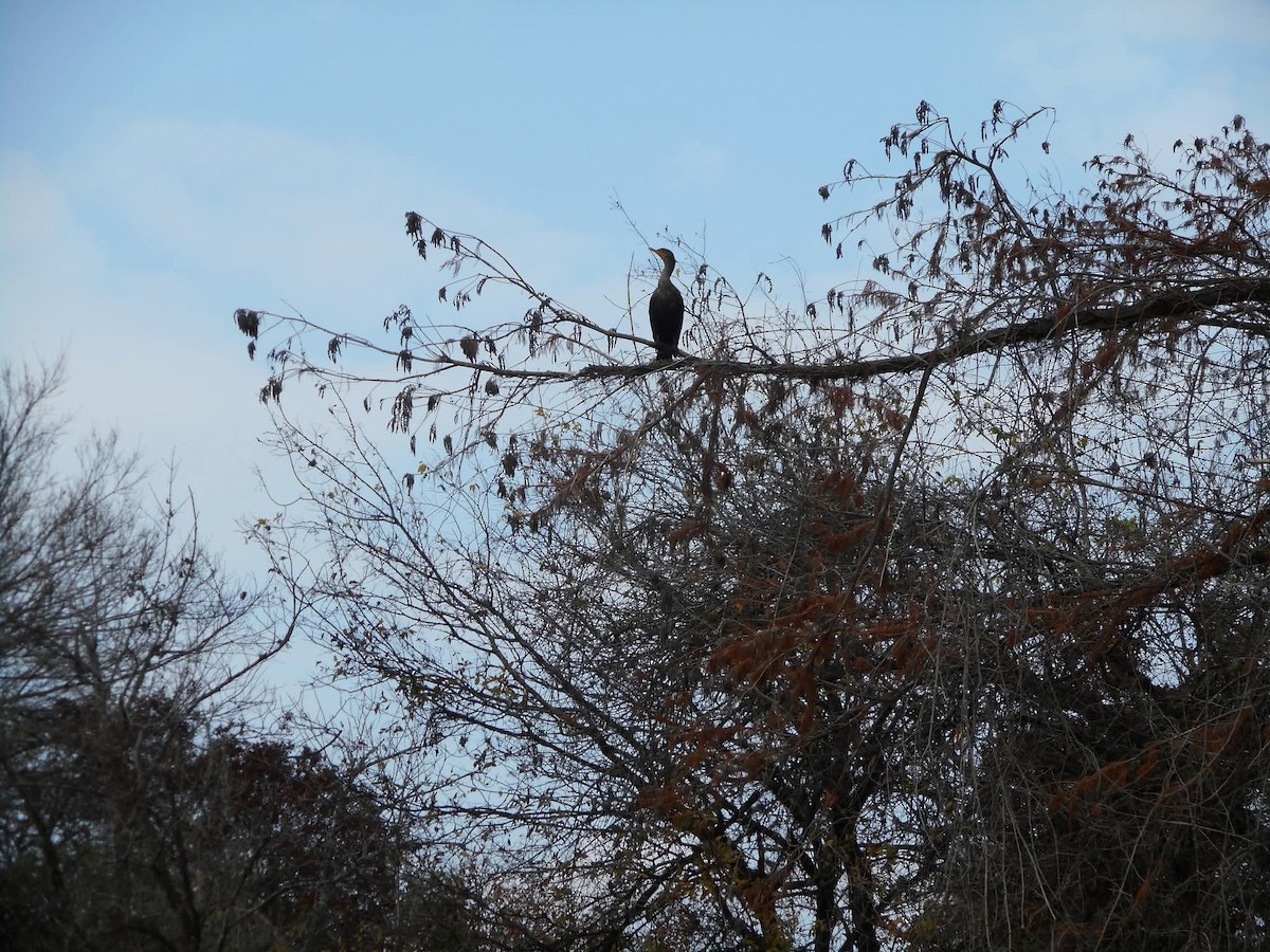 Ушастый баклан - ML644505675