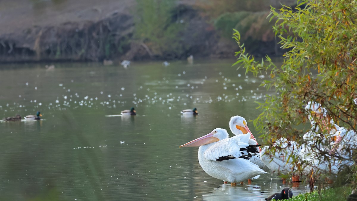 American White Pelican - ML644505686