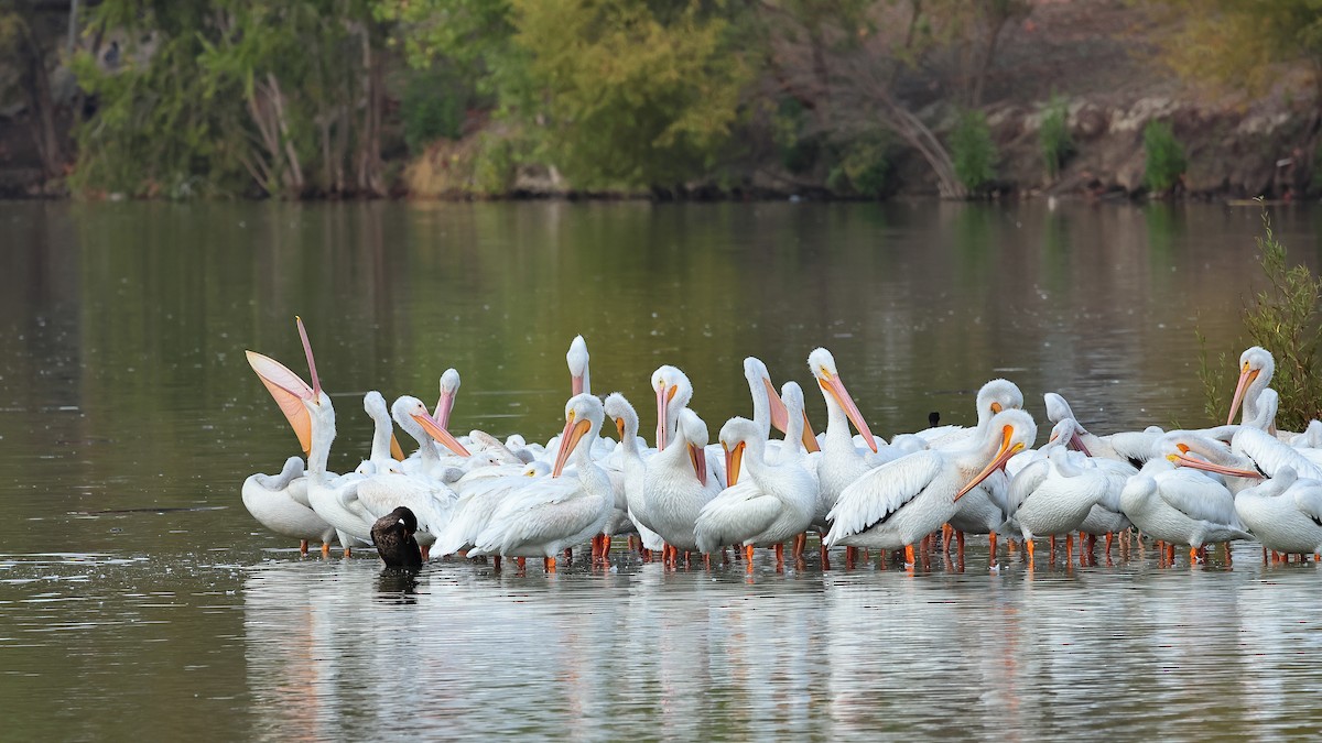 American White Pelican - ML644505687