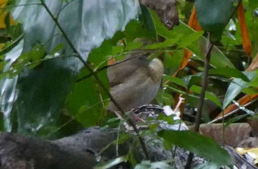 זמיר תכול - ML644505690