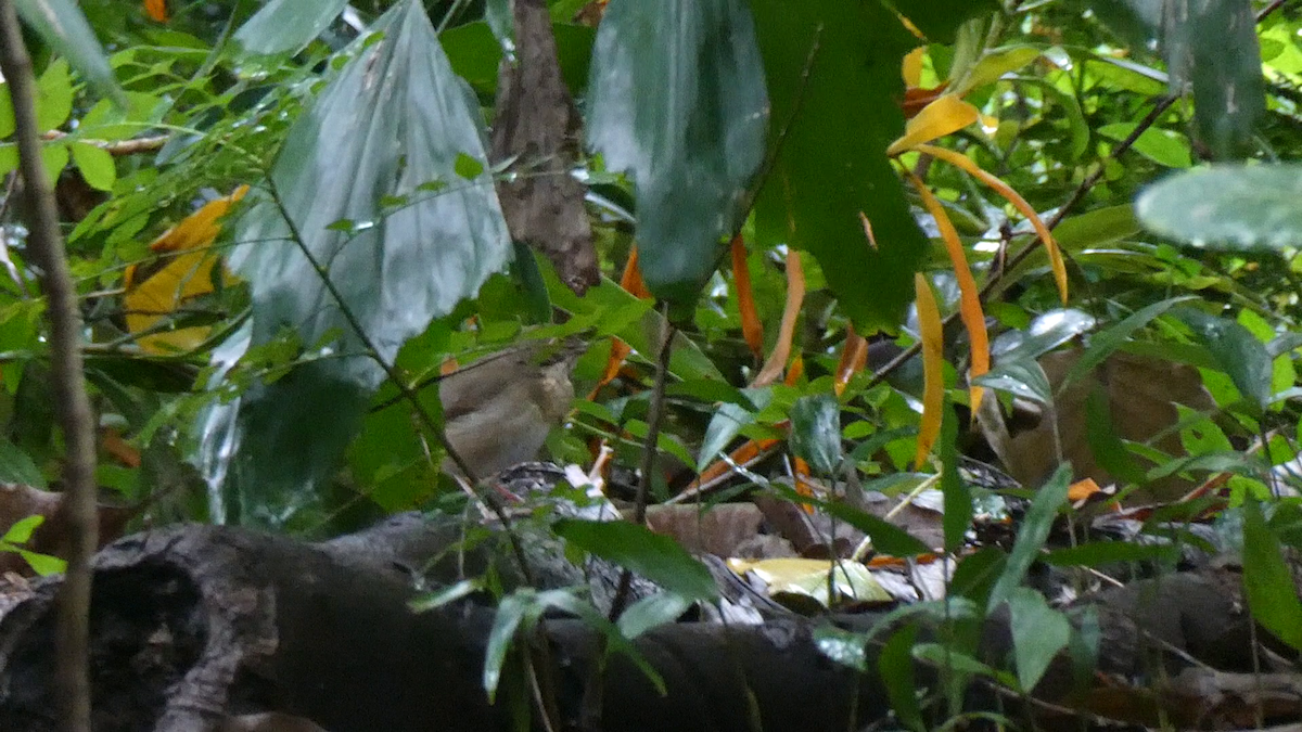 זמיר תכול - ML644505691