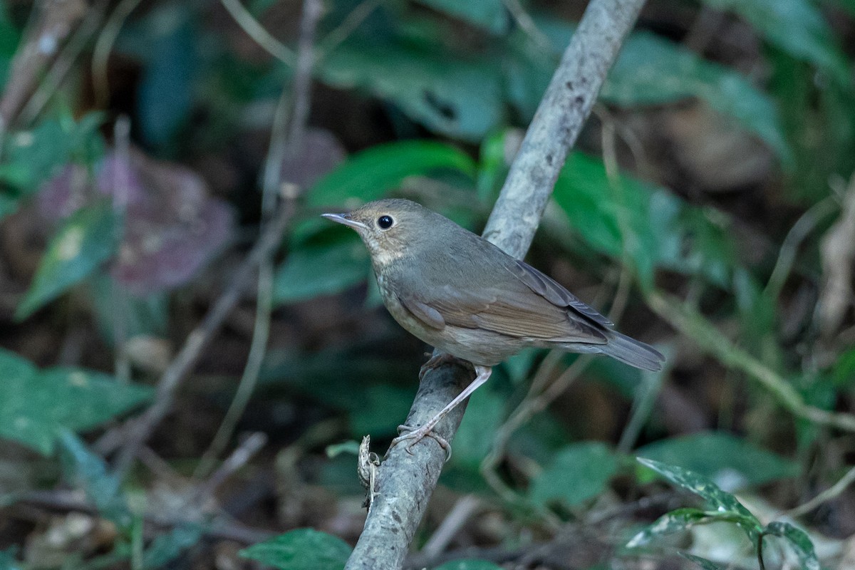 זמיר תכול - ML644505697