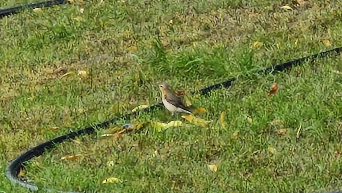 ハシグロヒタキ - ML644505698