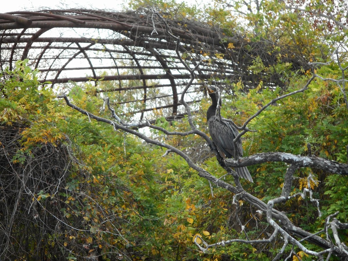 Neotropic Cormorant - ML644505702