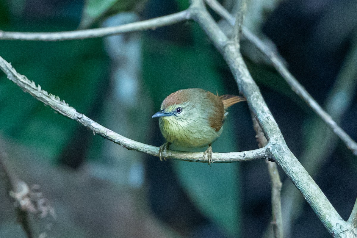 ムナフムシクイチメドリ - ML644505703