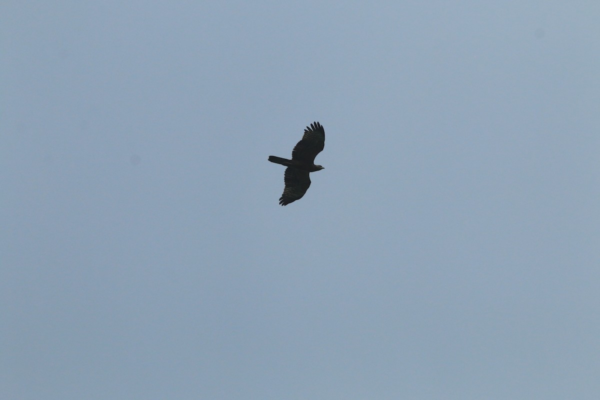 Oriental Honey-buzzard - ML644505708