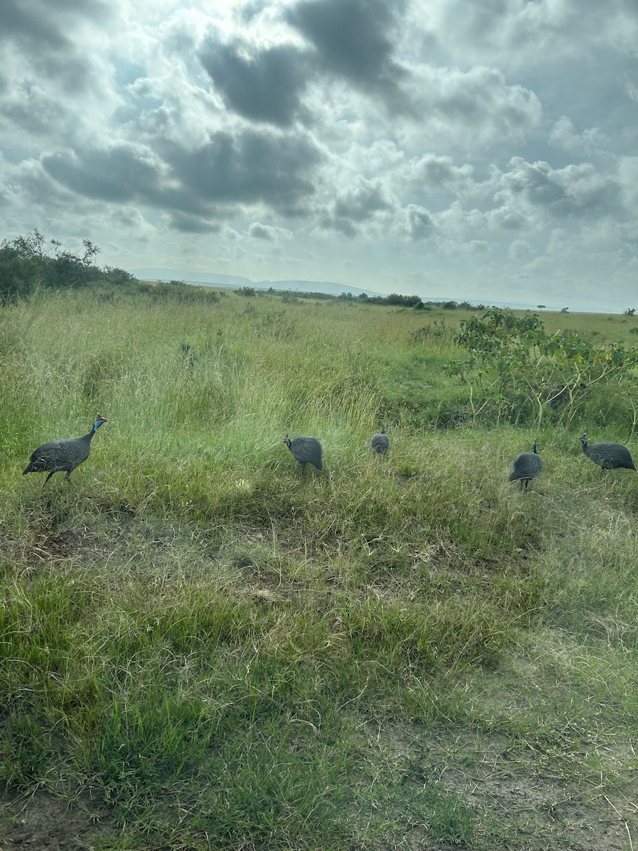 Helmeted Guineafowl - ML644505709