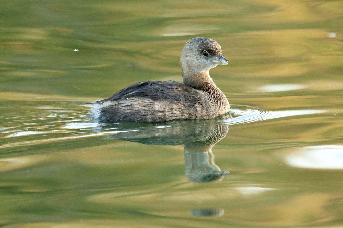 Pied-billed Grebe - ML644505711