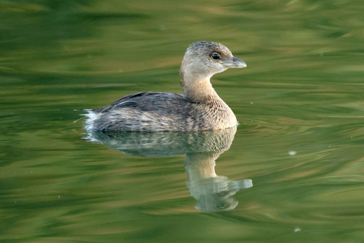 Pied-billed Grebe - ML644505712