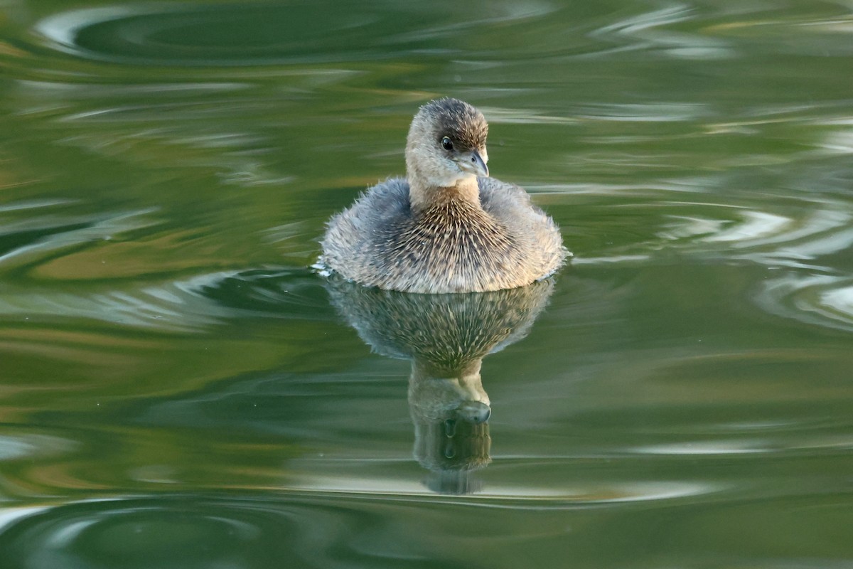 Pied-billed Grebe - ML644505713