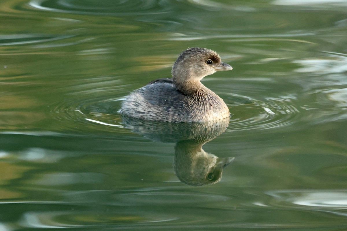 Pied-billed Grebe - ML644505715