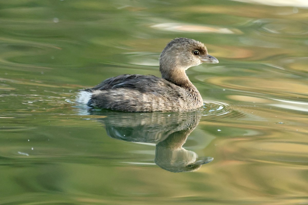 Pied-billed Grebe - ML644505716
