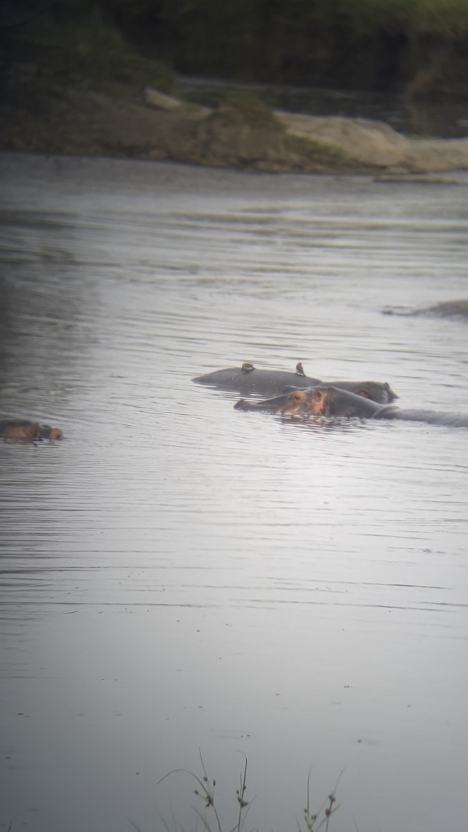Red-billed Oxpecker - ML644505728