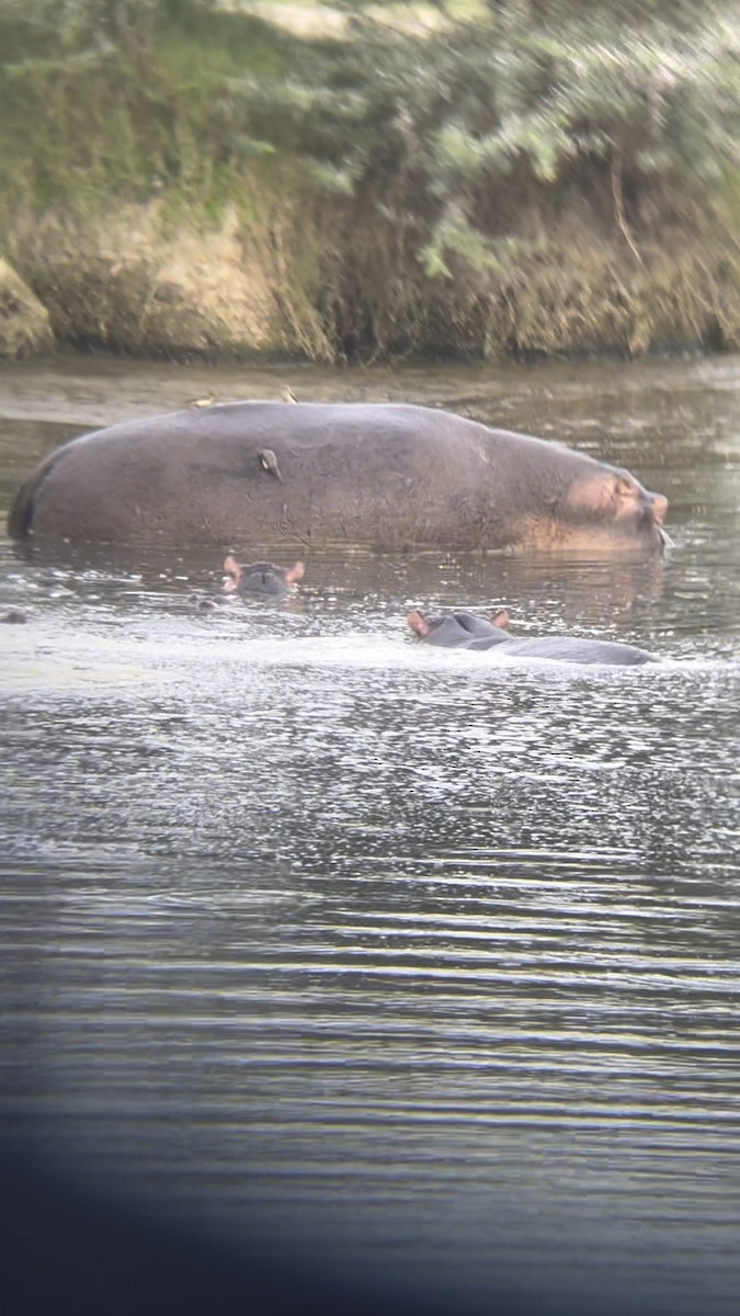 Red-billed Oxpecker - ML644505729